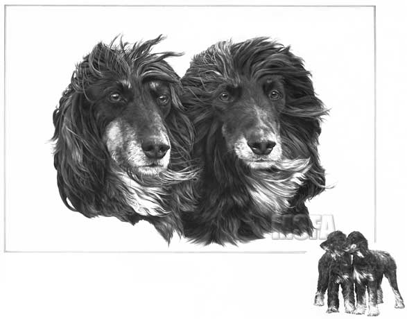 'Afghan Hound' limited edition print from a graphite pencil drawing by Mike Sibley