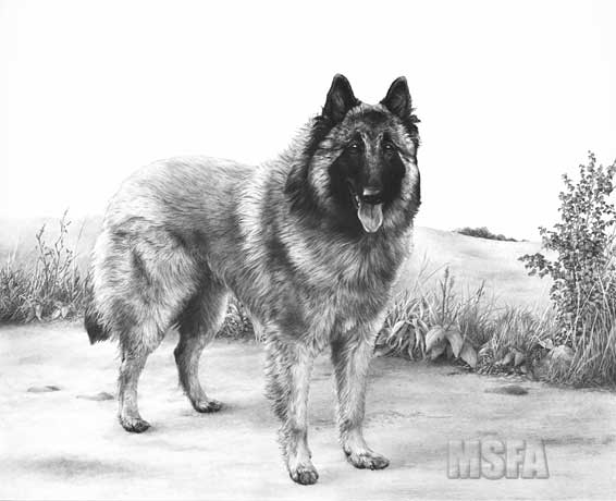 'Tervueren' Belgian Shepherd Dog limited edition print and graphite pencil drawing by Mike Sibley