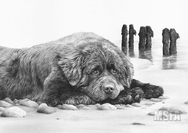 'Just Dreaming' Newfoundland dog graphite pencil drawing by Mike Sibley