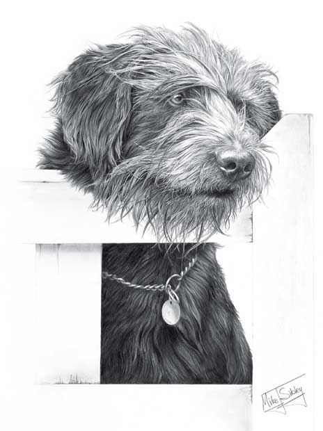 'The Gatekeeper' Bearded Collie print from graphite pencil drawing by Mike Sibley.