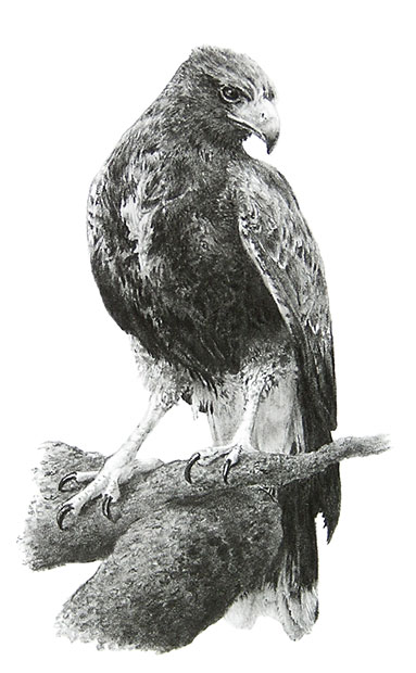 'Harris Hawk' graphite pencil drawing by Mike Sibley.