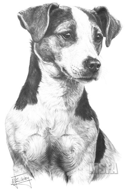 Jack Russell Terrier print from graphite pencil drawing by Mike Sibley.