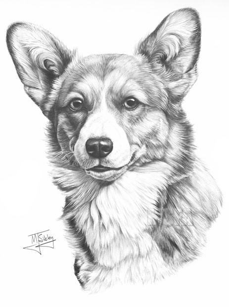 Corgi print from graphite pencil drawing by Mike Sibley.