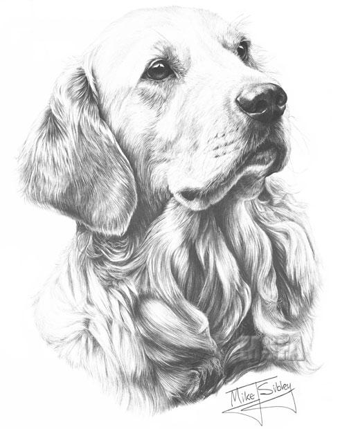 Golden Retriever print from graphite pencil drawing by Mike Sibley.