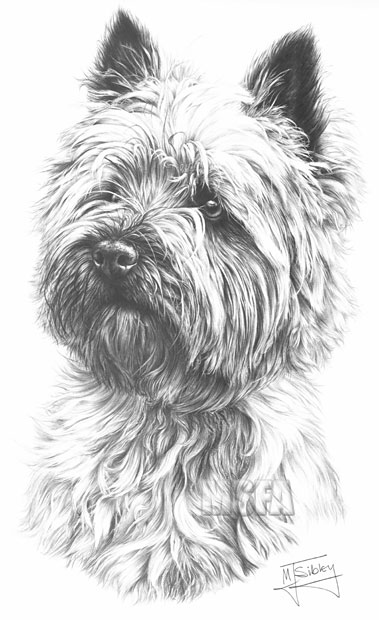 Cairn Terrier print from graphite pencil drawing by Mike Sibley.