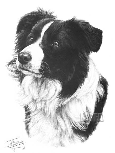 Border Collie print from graphite pencil drawing by Mike Sibley.