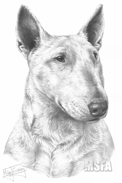 English Bull Terrier print from graphite pencil drawing by Mike Sibley.