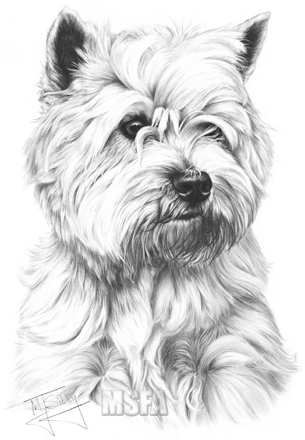 West Highland White Terrier print from graphite pencil drawing by Mike Sibley.