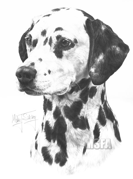 Dalmatian print from graphite pencil drawing by Mike Sibley.