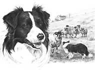 Border Collie limited edition dog print by Mike Sibley