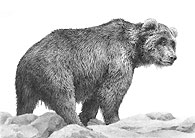 Grizzly Bear pencil drawing by Mike Sibley