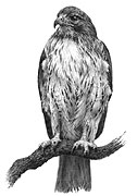 Redtailed Hawk pencil drawing by Mike Sibley