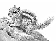 'Golden Mantled Ground Squirrel' fine art dog print by Mike Sibley