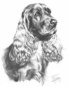 Cocker Spaniel fine art dog print by Mike Sibley
