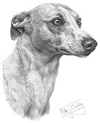 Whippet fine art dog print by Mike Sibley