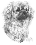 Tibetan Spaniel fine art dog print by Mike Sibley