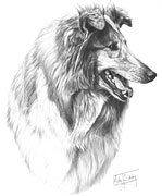 Rough Collie fine art dog print by Mike Sibley