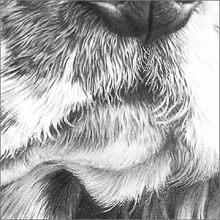Indenting on dog's top lip