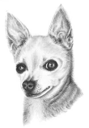 Liz - dog drawing