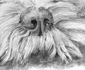 nose and top lip of 'Cockapoo' by Mark
