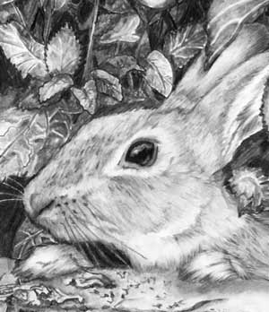 detail of rabbit