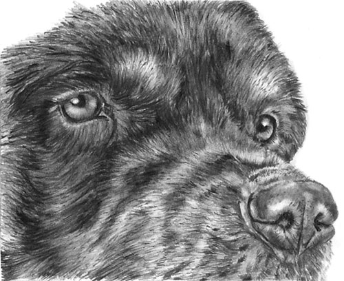 Tom's Black & Tan Rottweiler drawing