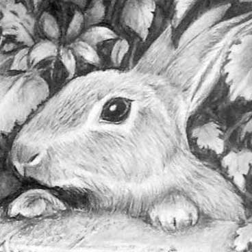 detail of rabbit