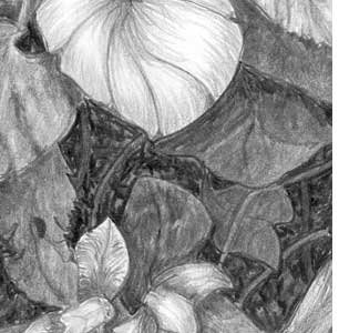 Before: Absence of black areas in foliage loses depth in pencil drawing