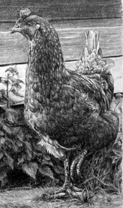 detail of hen