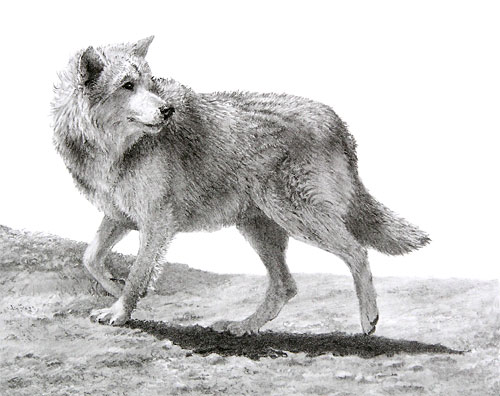 Realistic Wolf Drawing | Animal Amino