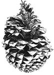 Pine Cone - pen and ink