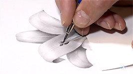 Completing the pencil drawing of the lily and adding extra contrast