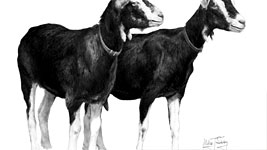 Graphite indenting used to create highlights in a the dark coats of two goats