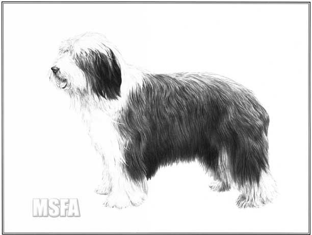 Bearded Collie print from drawing by Mike Sibley