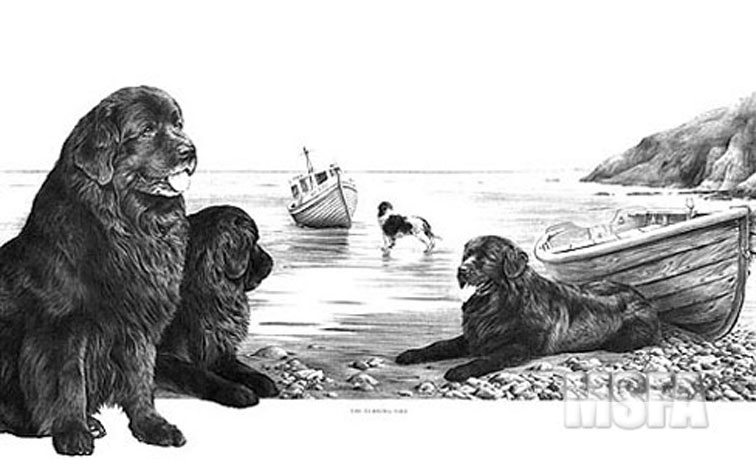'The Turning Tide' Newfoundland graphite pencil drawing by Mike Sibley