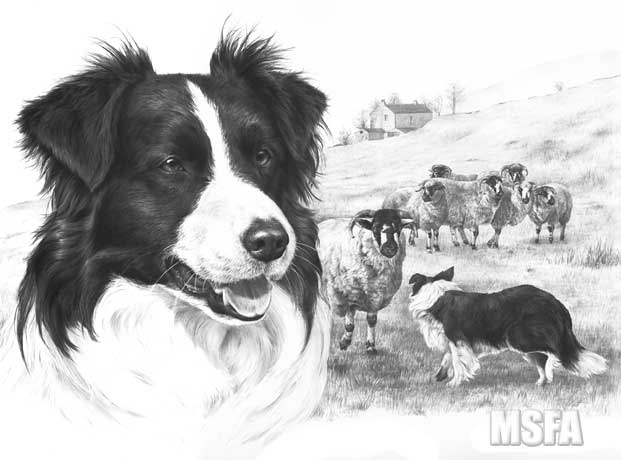 'Border Collie' print from a graphite pencil drawing by Mike Sibley