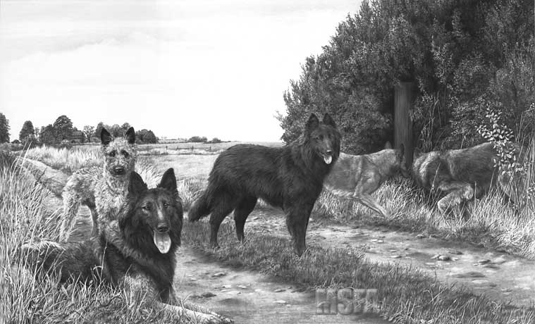 'Belgian Shepherd Dogs' print from a graphite pencil drawing by Mike Sibley