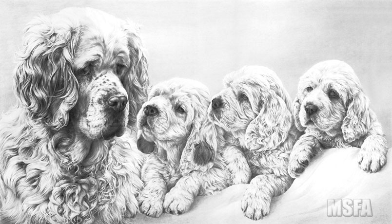 'Clumber Spaniel' print from graphite pencil drawing by Mike Sibley