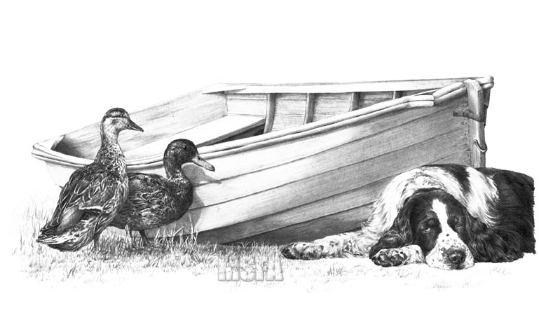'Peekin Duck' English Springer Spaniel graphite pencil drawing by Mike Sibley