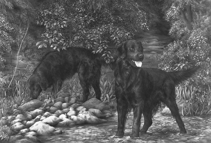 'At Gunnerside Ghyll' Flat Coated Retriever limited edition print and graphite pencil drawing by Mike Sibley