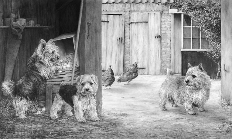 Norfolk and Norwich Terriers print and graphite pencil drawing by Mike Sibley