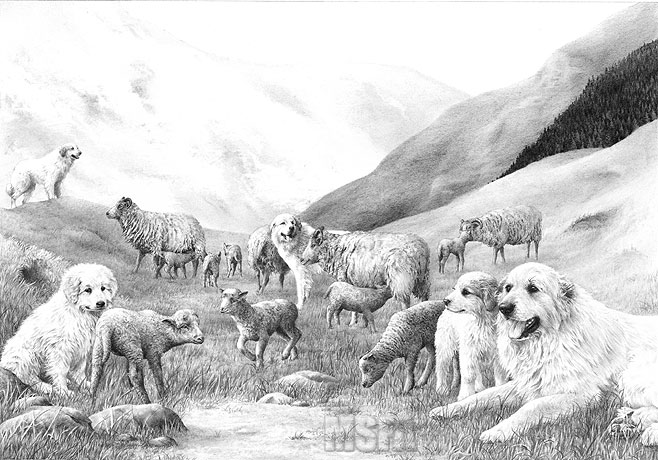 Pyrenean Mountain Dog (Great Pyrenees) graphite pencil drawing by Mike Sibley