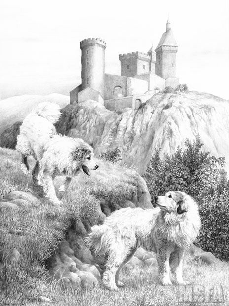 'Pyrenean Pals' Pyrenean Mountain Dog (Great Pyrenees) graphite pencil drawing by Mike Sibley.
