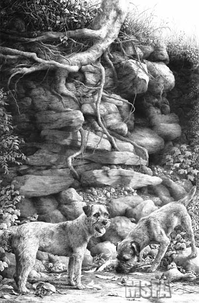 'Overlooked!' Border Terrier graphite pencil drawing by Mike Sibley.