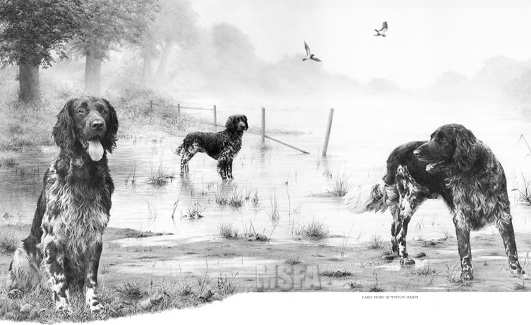 'Early Morn at Witton Marsh' Munsterlander graphite pencil drawing by Mike Sibley
