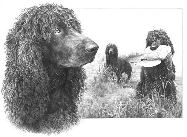 'Irish Water Spaniel' graphite pencil drawing by Mike Sibley