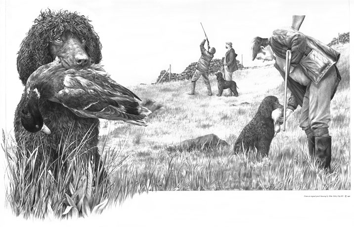 'Irish Water Spaniel' graphite pencil drawing by Mike Sibley