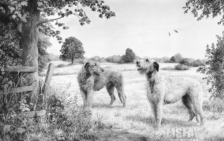 'Spinney Lane End' Irish Wolfhound graphite pencil drawing by Mike Sibley