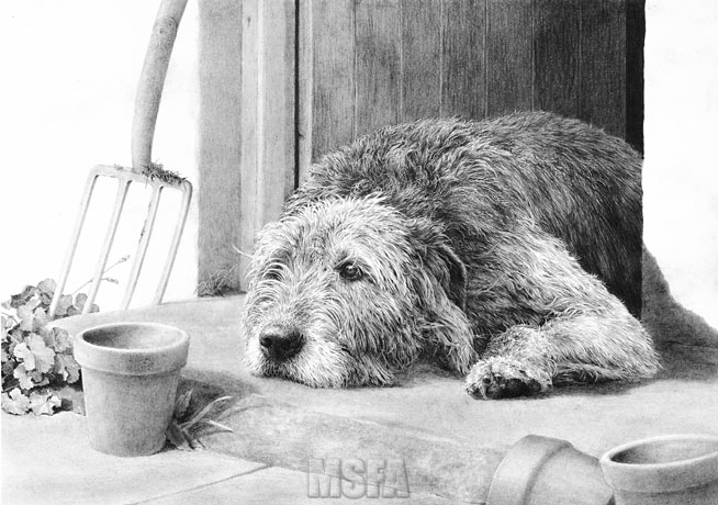 'At Spinney Cottage' Irish Wolfhound graphite pencil drawing by Mike Sibley
