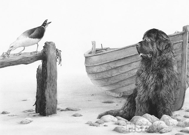 Newfoundland dogs graphite pencil drawing by Mike Sibley